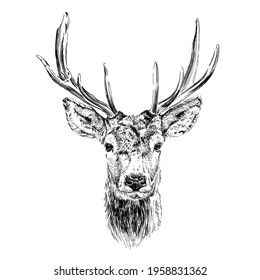 Hand drawn deer  sketch graphics monochrome illustration white background (originals  no tracing)