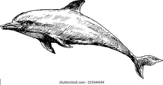 Hand Drawn Dolphin