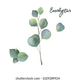 Hand Drawn Eucalyptus Leaves Stock Illustration 1029289924 | Shutterstock