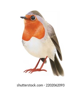 Hand Drawn European Robin Illustration Isolated On White. Songbird, Ornithology