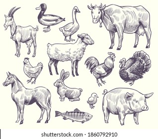 Hand drawn farm animals   birds  Goat  duck   horse  sheep   cow  pig   rooster  rabbit   turkey  chicken   fish  goose isolated sketches set