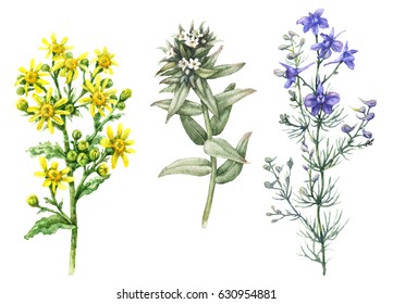 Hand drawn floral set. Watercolor wild larkspur, yellow chamomile and small white flowers isolated on blank background. Summer wildflowers aquarelle sketch.