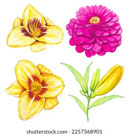 Hand drawn flower buds  yellow lilies  pink aster  watercolor white background