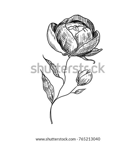 hand drawn flower scetch