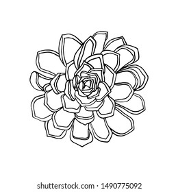 hand drawn flower succulent. floral design element isolated on white background. stock illustration.