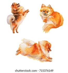 Hand drawn fluffy pomeranian spitz dogs portrait. Watercolor set of cute puppies. Painting isolated pets illustration on white background
