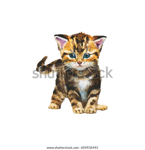 手描きのフワフワしたスコティッシュフォールドの子猫 水彩タブイリシュショートヘアの猫 白い背景にペットのイラストを描く のイラスト素材 604936445