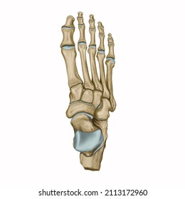 Hand Drawn Foot Bone Dorsal View, Ankle Bone Drawing, Medical Diagram.