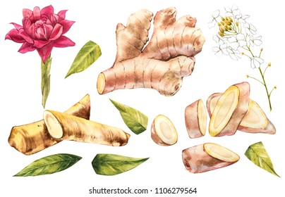 Hand Drawn Ginger And Horseradish Watercolor Sketch. Illustration For Food Design.