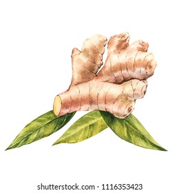 Hand Drawn Ginger Watercolor Sketch. Illustration For Food Design.