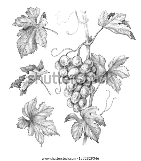 Hand Drawn Grape Bunch Leaves Isolated Stock Illustration 1232829346