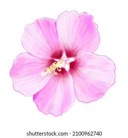 Hand Drawn Hibiscus Flower, Mugunghwa