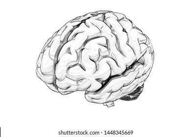 Hand Drawn Human Brain - 3d Side View.