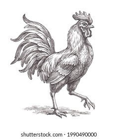 Hand drawn illlustration in the engraving style, rooster chicken.