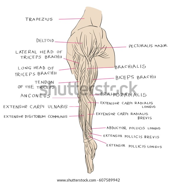 Hand Drawn Illustration Arm Muscles Artistic Stock Illustration ...