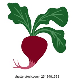 Hand drawn illustration of beetroot beet vegetable in minimalist flat style. Green leaves garden harvest vegetarian healthy diet, root veggie organic ripe produce, agriculture farmers market design. - Powered by Shutterstock