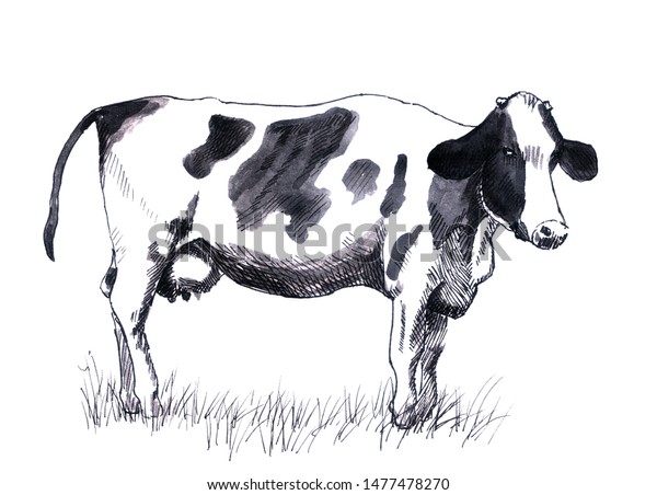 Hand Drawn Illustration Cow Black White Stock Illustration 1477478270 ...