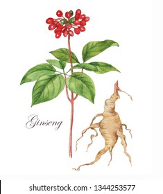 Hand Drawn Illustration Of Ginseng Root And Berry. Alternative Medicine, Beauty, Cosmetic And Herbal Therapy Ingredient. Medicinal Plant.