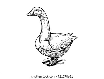 8,883 Duck black white flying Images, Stock Photos & Vectors | Shutterstock