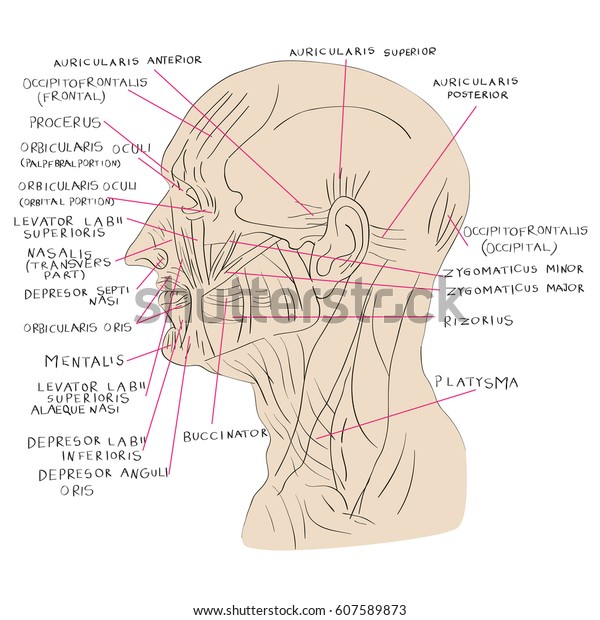 Hand drawn\
illustration of the human head muscles isolated on white, artistic\
anatomy graphic study with\
text