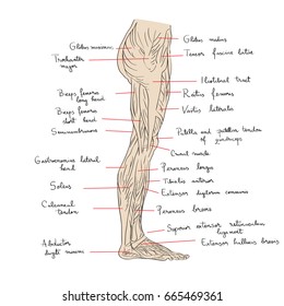 Hand Drawn Illustration Of The Leg Muscles Isolated On White, Artistic Anatomy Graphic Study