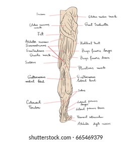 Hand Drawn Illustration Of The Leg Muscles Isolated On White, Artistic Anatomy Graphic Study