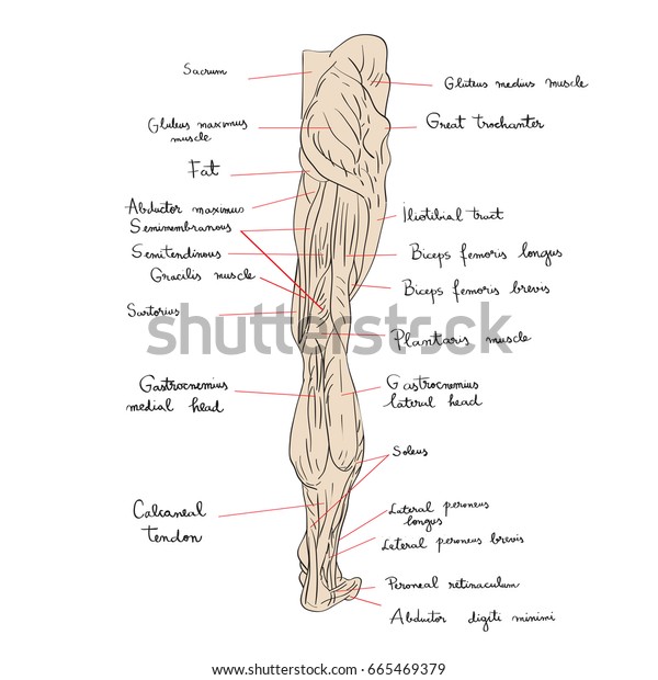 Hand Drawn Illustration Leg Muscles Isolated Stock Illustration 665469379