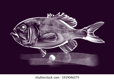 Hand Drawn Illustration Of A Orange Roughy Fish