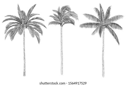 Hand drawn illustration sketch of coconut palm trees. Isolated on white background. Ink sketch. Vintage style. set of palms tree.