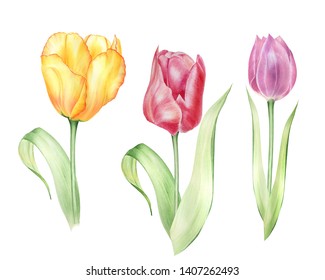 Hand Drawn Illustration Tulip Isolated Floral Stock Illustration ...