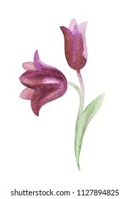 Hand Drawn Image Of The Kamchatka Lily On A White Background. Northern Wild Flower. Watercolor Painting.