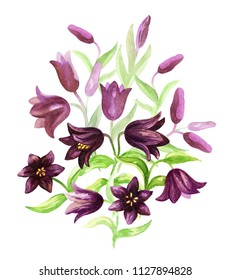 Hand Drawn Image Of The Kamchatka Lily On A White Background. Northern Wild Flower. Watercolor Painting.