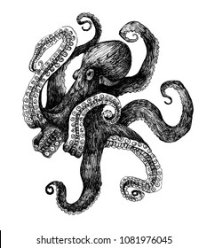 Hand Drawn Ink Illustration Of Octopus