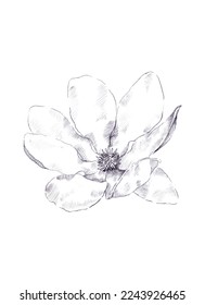 Hand drawn isolated magnolia
