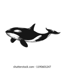 Hand Drawn Killer Whale Sketch Engraving Stock Illustration 1190601247 ...