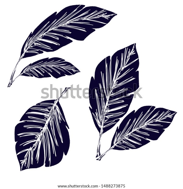 画像 葉 白い線 観葉植物 葉 白い線 Nemkabegami