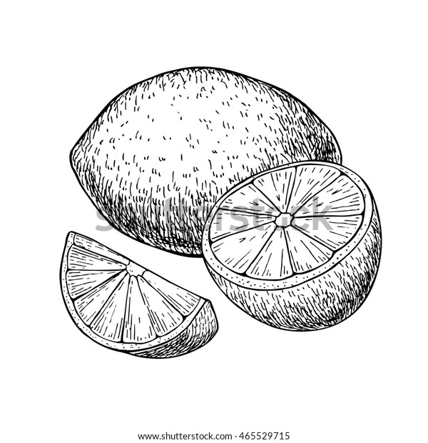 Hand Drawn Lemon Lime Fruit Sliced のイラスト素材 Hand Drawn Lemon Lime Fruit Sliced のイラスト素材
