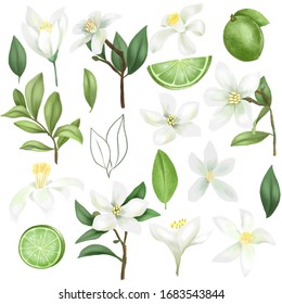 Hand Drawn Limes (green Lemon), Lime Tree Branches, Leaves And Lime Flowers Clipart, Isolated On A White Background