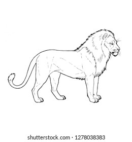 Hand Drawn Line Art Big Cat Stock Illustration 1278038383 | Shutterstock