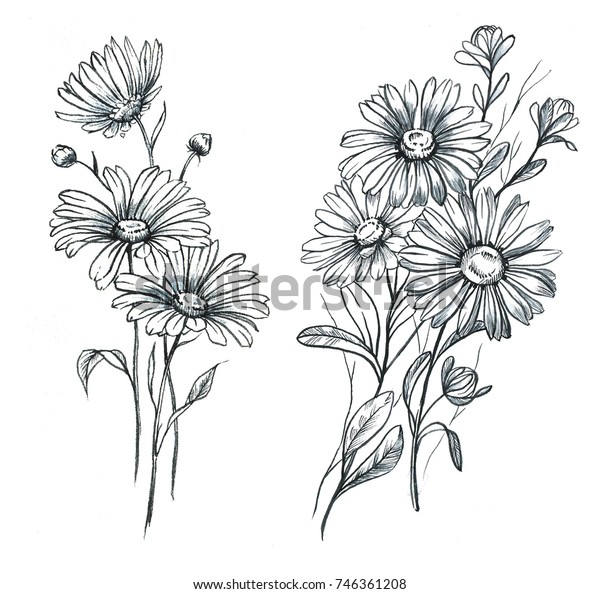手描きのラインアートと水彩のカモミールフラワー ヒナギクの花が咲き 女性のタトゥーのデザイン 花の花束 のイラスト素材