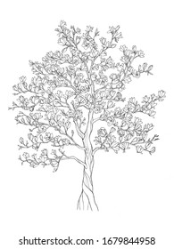 Magnolia Tree Sketch Images Stock Photos Vectors Shutterstock