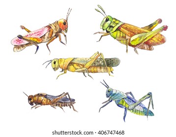 Hand Drawn Locust Isolated On White Stock Illustration 406747468 ...