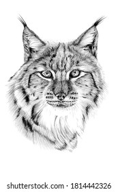 Hand drawn lynx portrait, sketch graphics monochrome illustration on white background (originals, no tracing)