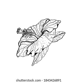 Hibiscus Black And White Clip Art High Res Stock Images Shutterstock Hibiscus black and white and transparent png images free download. https www shutterstock com image illustration hand drawn monochrome hibiscus flower clipart 1843426891