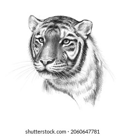 Hand Drawn Monochrome Tiger Head Isolated On White Background. Pencil Drawing Portrait Of Furry Predator Animal. Animalistic Illustration.