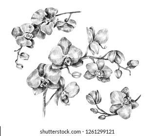 Phalaenopsis Orchid Drawing Images, Stock Photos & Vectors | Shutterstock