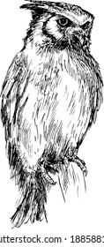 hand drawn owl 