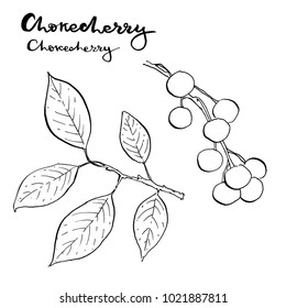 chokecherry tree drawing