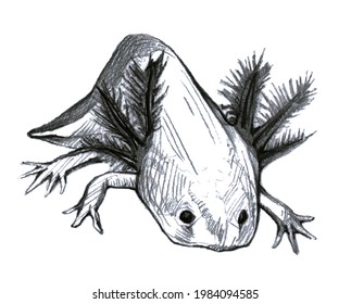 Hand Drawn Pencil One Isolated Axolotl Stock Illustration 1984094585