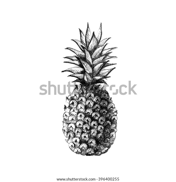 Hand Drawn Pineapple Stock Illustration 396400255